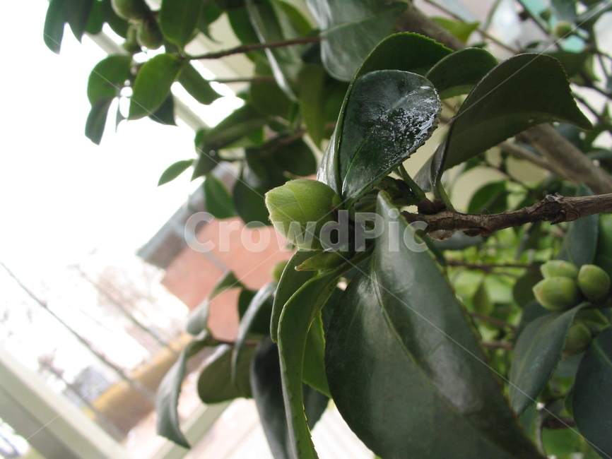 꽃망울,꽃봉우리,식물,초록,겨울,tree,leaf,plant,green,nature,leaves,branch,fruit,isolated,spring,fresh,foliage,flower,garden,agriculture,flora,growth,forest,herb,organic,blossom,pine,macro,closeup,closeup,natural,twig,bloom,beauty,blooming,beautiful,petal,season,outdoors,environment,freshness,lush,grass,bouquet