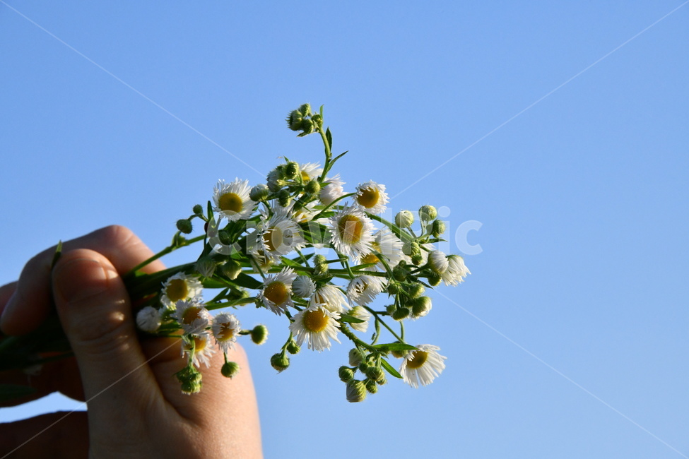 자연,꽃,손,손꽃,플라워,flower