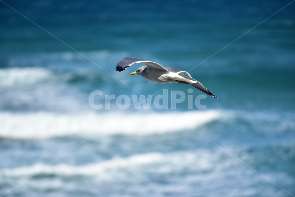 갈매기,바다,seagull,sea,새,버드,bird,자유,날개,날다,활공,조류,자연,동물,animal,조류,새,birds