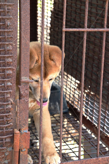 강아지,dog,예쁜강아지,반려견,country,시골,누렁이,포유류,puppy,애견
