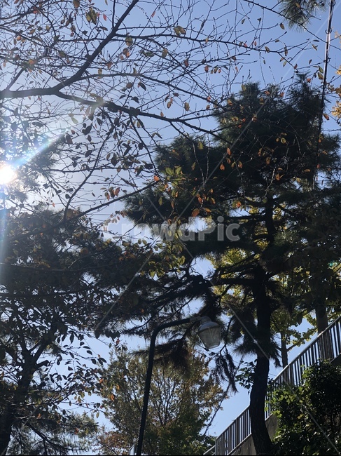 쨍쨍한햇빛,light,소나무,맑은하늘,푸른하늘