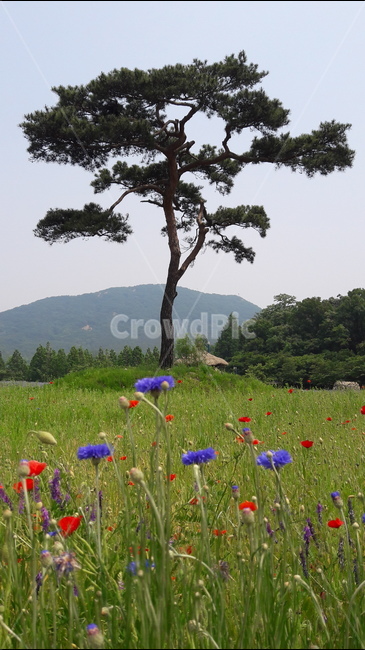 인천대공원,어울정원,소나무,수레국화,개양귀비,식물,자연,plants,nature,나무,trees,wood