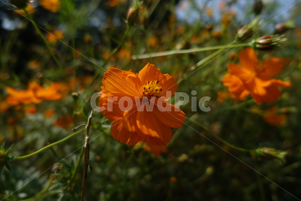 plant,꽃,flower,코스모스,식물,가을,계절,fall,autumn,season,식물,자연,plants,nature,꽃,flower