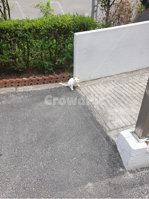 길냥이,길고양이,아파트,도로,산책