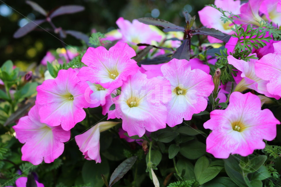 꽃,페튜니아,페튜니아꽃,식물,자연,페츄니아,분홍꽃,식물,자연,plants,nature,꽃,flower