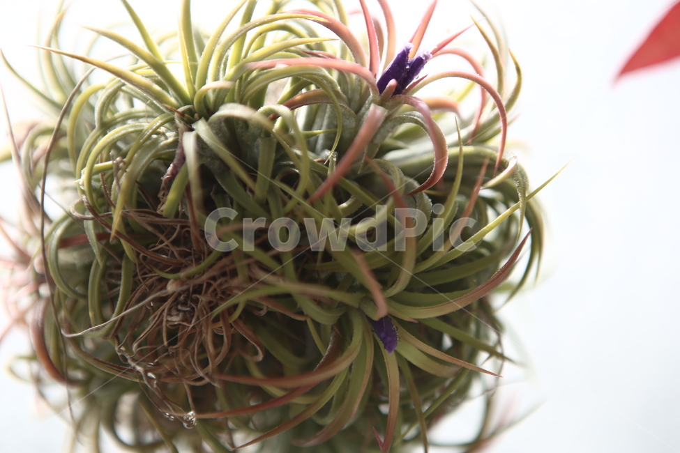 틸란,식물,황사제거,가정용식물,먼지제거,공기청정식물,식물,자연,plants,nature