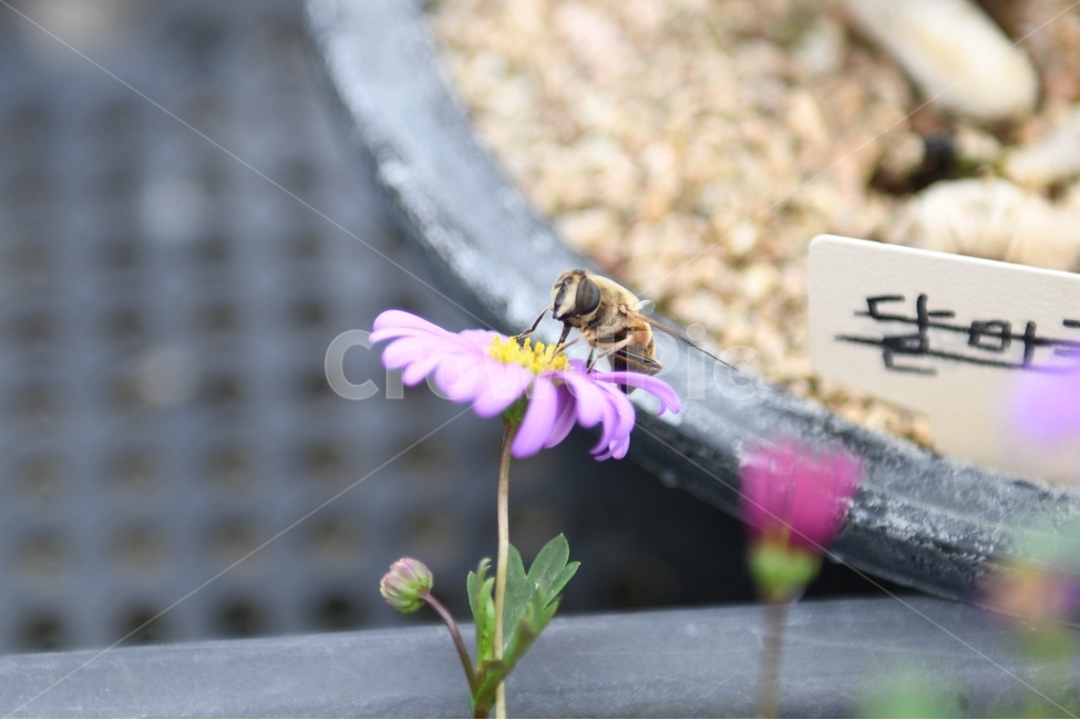 식물,꽃,감성사진,자연,flower,꽃사진,봄,봄꽃,계절,감성,4월,spring,힐링,자연풍경,풍경,봄,계절,spring,season,식물,자연,plants,nature,꽃,flower,동물,animal,곤충,벌레,insect,bug,bee,벌,honey bee,꿀벌,invertebrate,무척추 동물