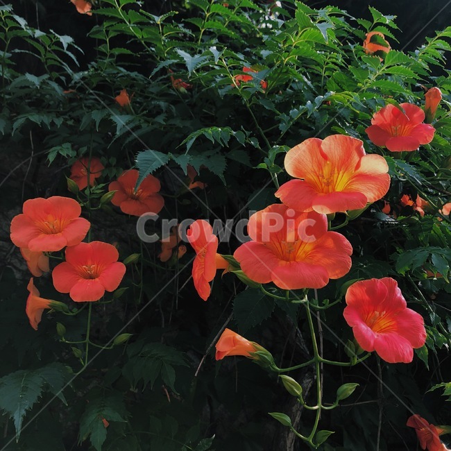 자연,꽃,능소화,여름꽃,식물,식물,자연,plants,nature,꽃,flower