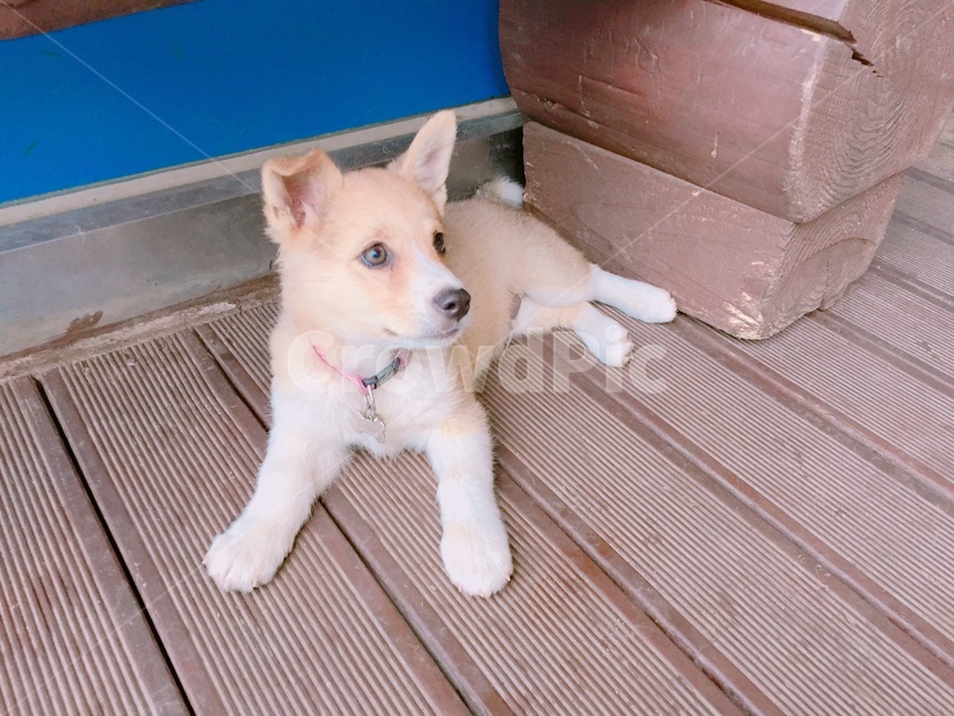 강아지,개,귀여운,dog,앉아있는,동물,animal,포유류,mammal,개,강아지,dog,doggy
