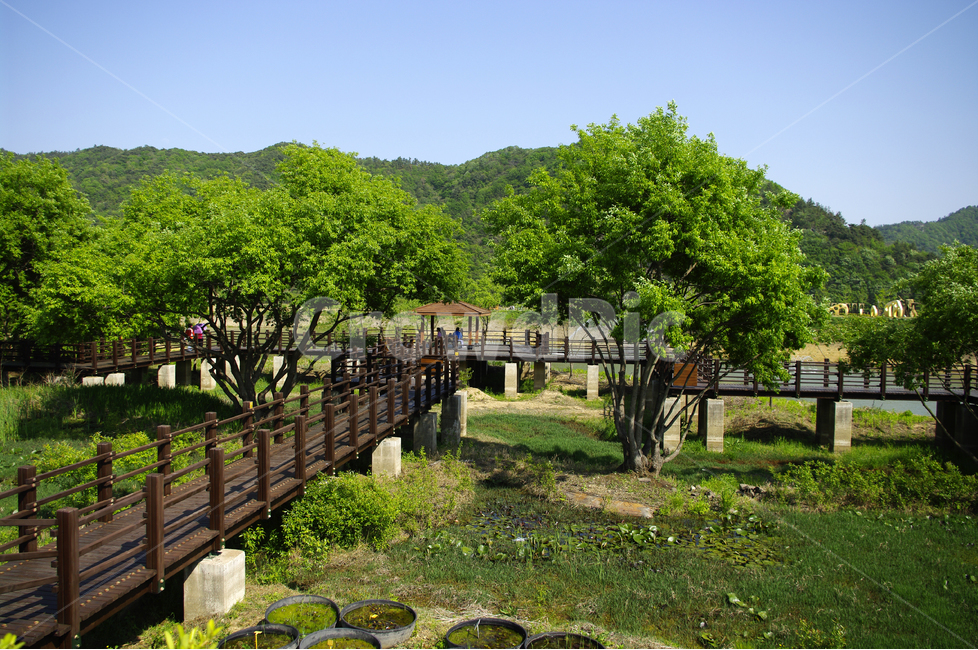 나무,풍경,풍광,초록,자연,나무길,길,color,숲,하늘,자연,풍경,nature,landscape,outdoors,옥외