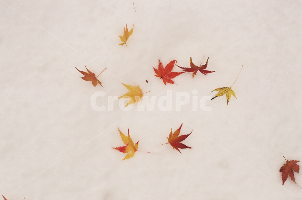 낙엽,겨울,가을,눈,눈밭,가을,계절,fall,autumn,season,plant,식물,leaf,잎,tree,나무