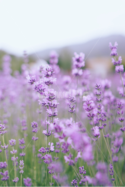 라벤더,라벤더밭,보라,꽃,flower,plant,식물,자연,lavender,blossom,배경화면,배경