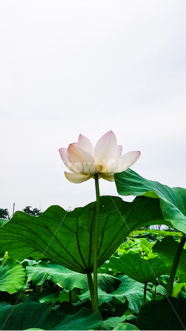 연꽃,불교,순결,연못,연잎,녹색,핑크,lotus,leaf,buddhism,green