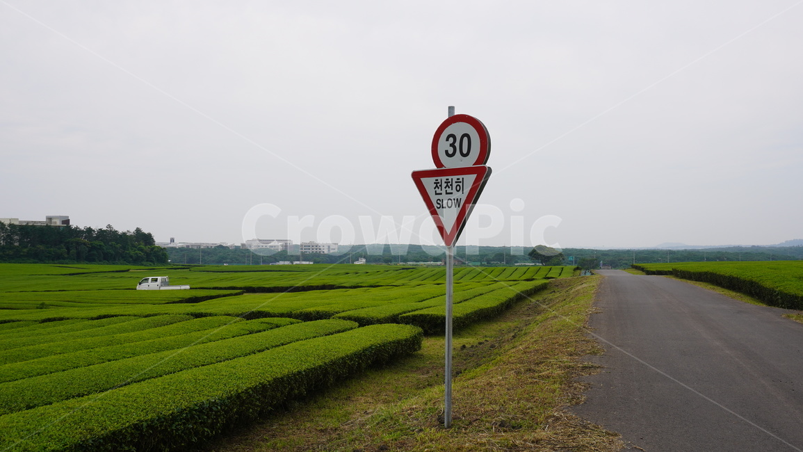 녹차밭,표지판,천천히,자연,아스팔트,교통,교통수단,traffic,transportation