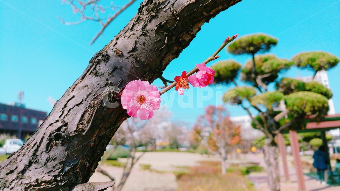 봄꽃,꽃,분홍,pink,핑크,하늘,식물,자연,plant,나무,봄