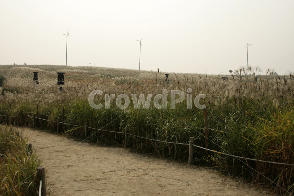 길,억새,억새밭,가을,풍경,가을,계절,fall,autumn,season,자연,풍경,nature,landscape,grass,잔디,plant,식물