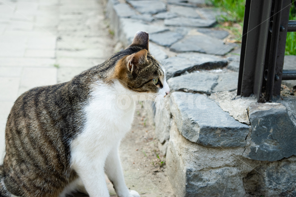 고양이,길냥이,귀여운고양이,한국고양이,공원고양이,착한고양이,동물,animal,포유류,mammal,고양이,cat,kitten,kitty