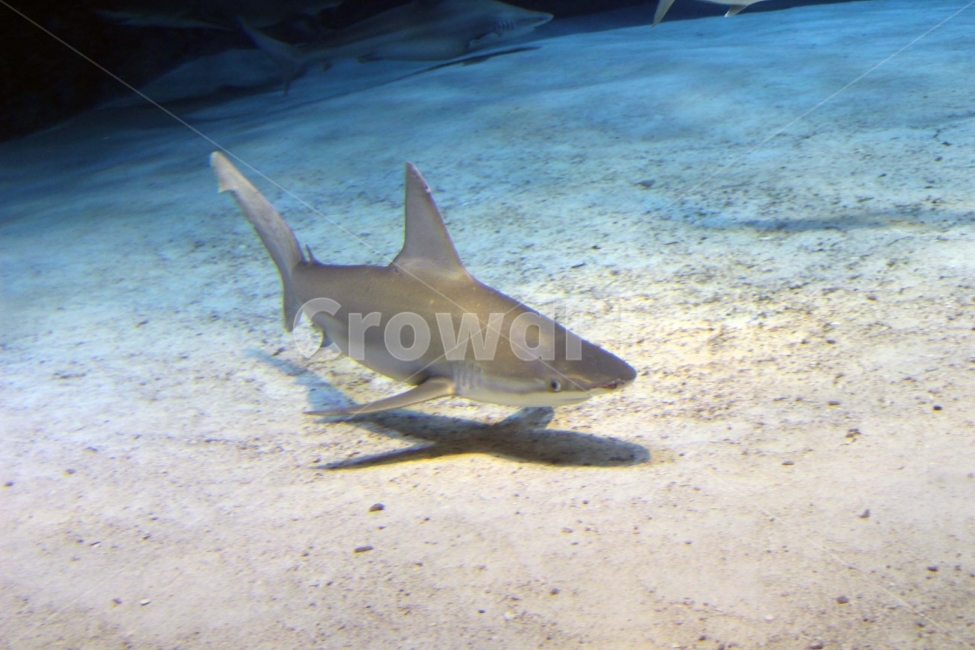 상어,수족관,아쿠아리움,shark,aquarium,물고기,고기,바다,동물,생물,야생,야생동물,동물,animal,어류,물고기,fish