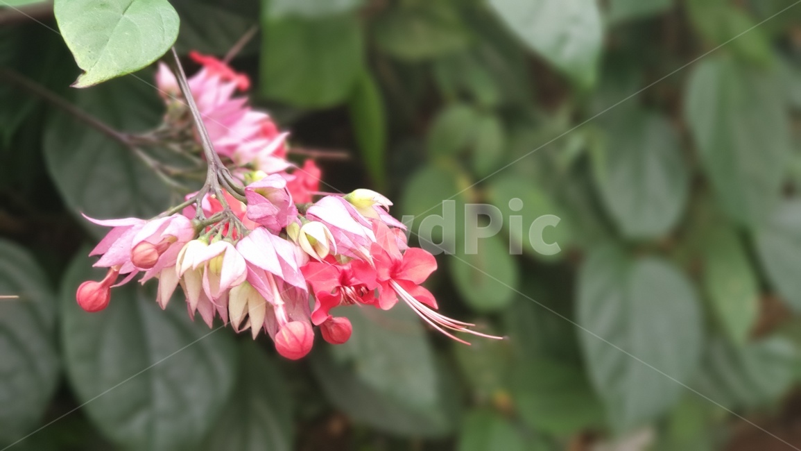 식물,잎,plant,flower,꽃,blossom,식물,자연,plants,nature,꽃,flower