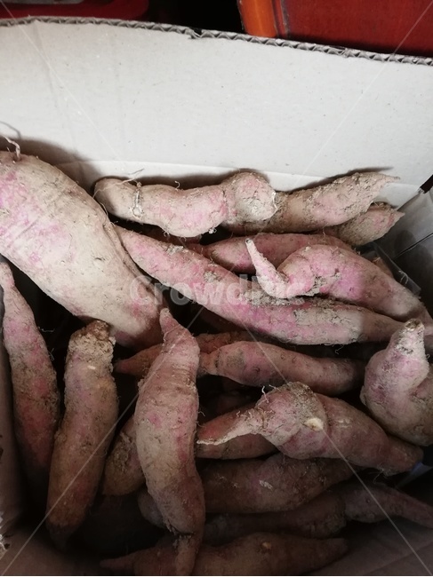 고구마,음식,plant,sweetpotato,농사
