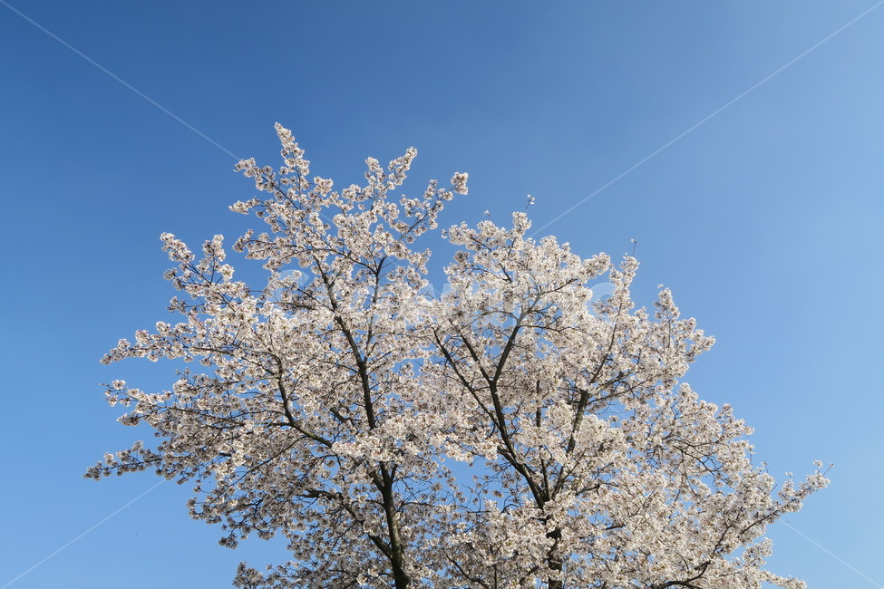 벚꽃,꽃,벚꽃나무,나무,봄,봄꽃,spring,tree,봄,계절,spring,season,plant,식물,flower,blossom