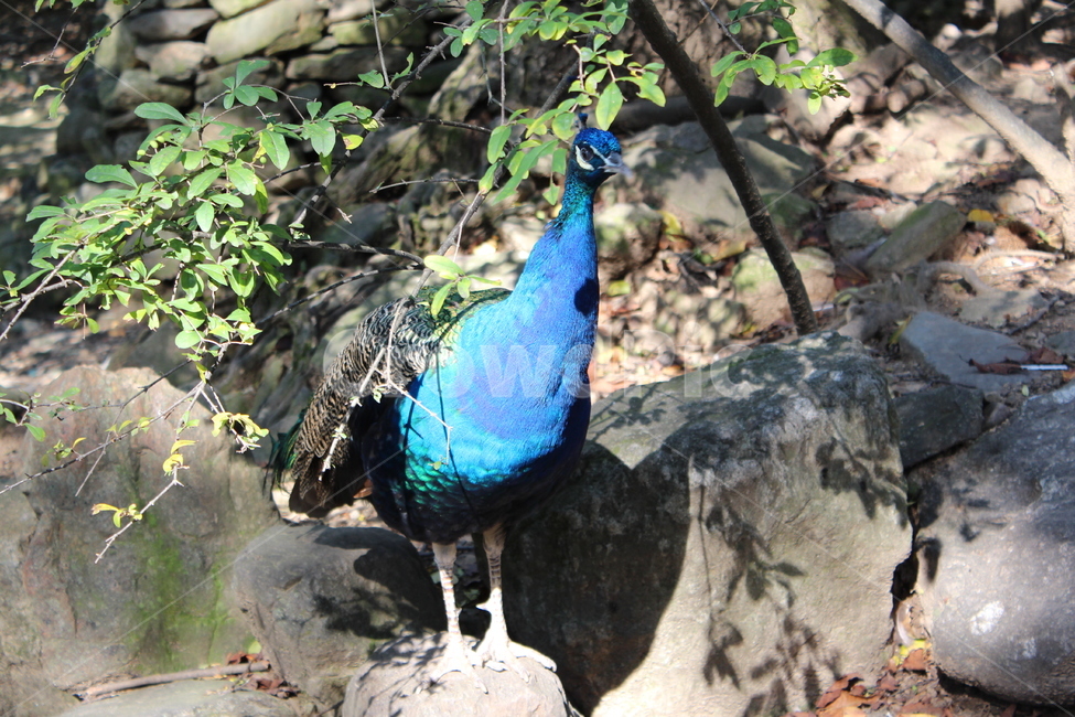 peacock,zoo,peahen,공작,animal,동물,bird,새,동물원,조류,화려한,알록달록한,colorful,동물,animal,조류,새,birds