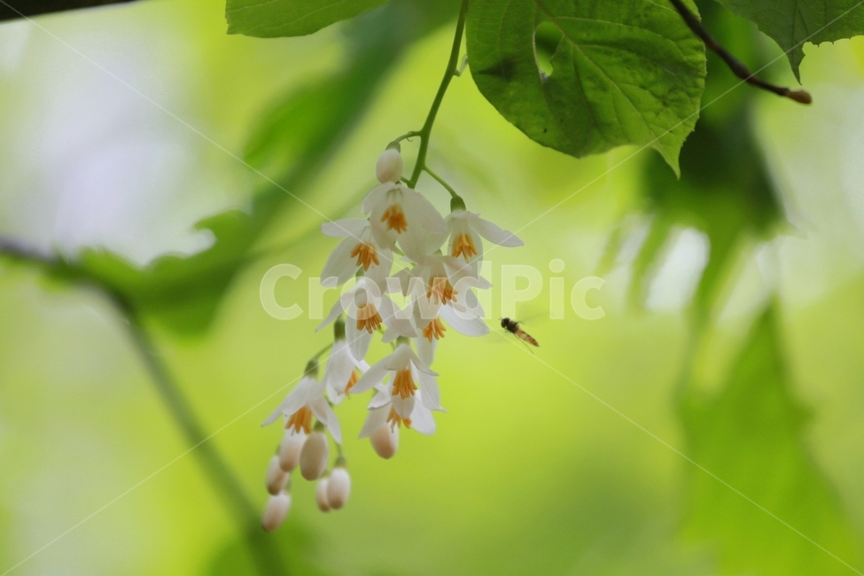 plant,식물,벌,flower,bee,꽃,식물,자연,plants,nature,꽃,flower