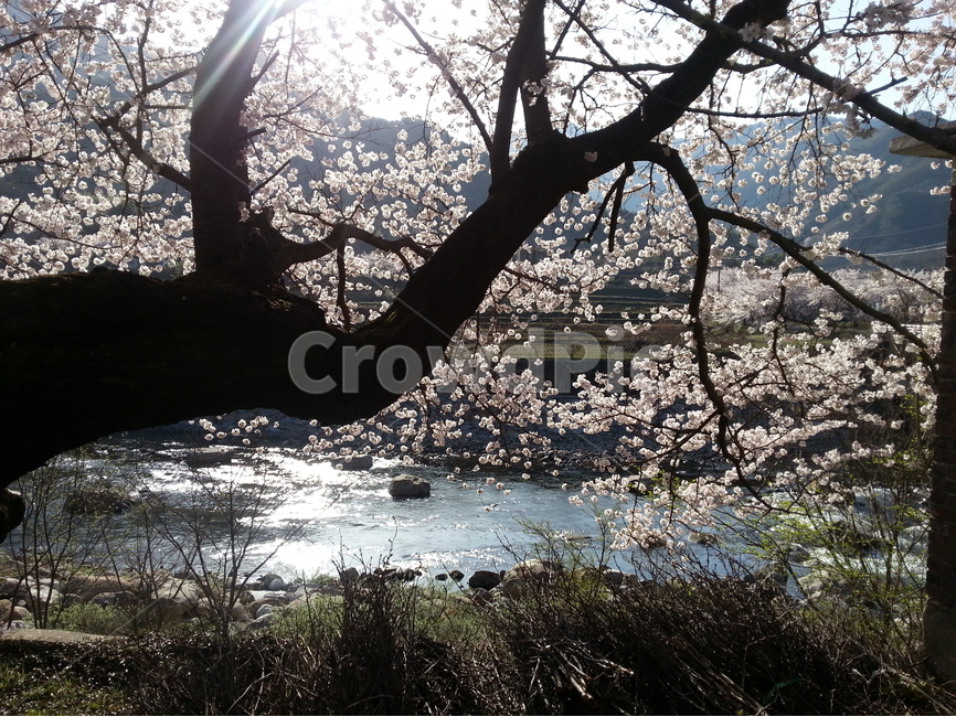 하동,쌍계사,화개천,십리벚꽃길,벚꽃축제,햇살,봄,계절,spring,season,식물,자연,plants,nature,나무,trees,wood,plant
