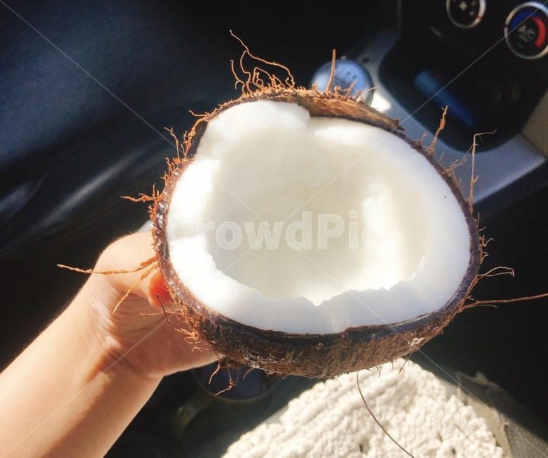 plant,식물,food,음식,fruit,과일,coconut,코코넛,열대과일,여름