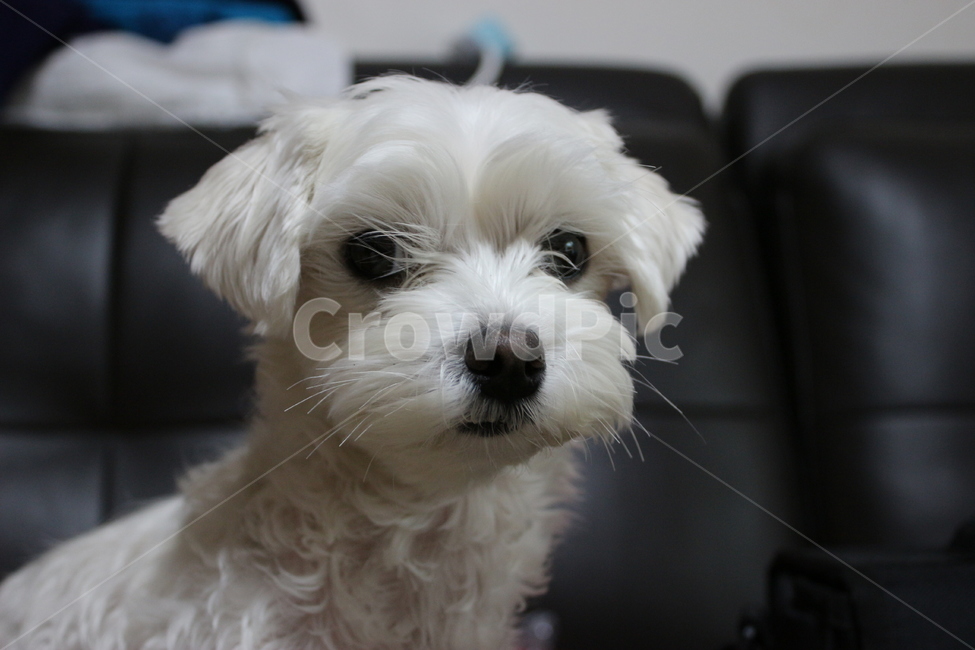 개,dog,mammal,pet,animal,동물,puppy,소파,강아지,sofa,동물,animal,포유류,mammal,개,강아지,dog,doggy