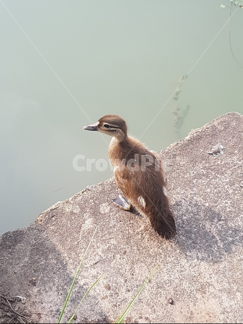청둥오리,동물,아기자기,귀여운,새,동물,animal,조류,새,birds