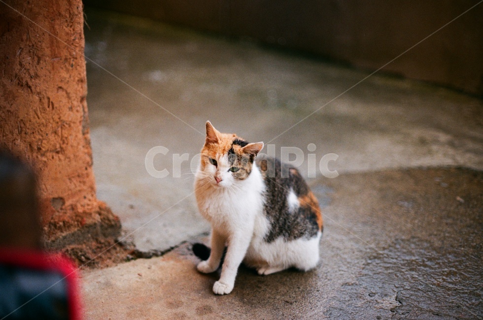 고양이,동물,animal,pet,cat,mammal,포유류,필름사진,동물,animal,포유류,mammal,고양이,cat,kitten,kitty