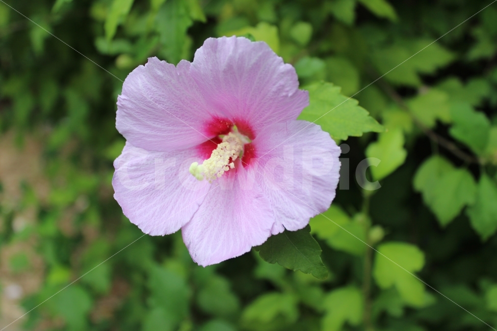 식물,꽃,무궁화,광복절,여름,대한민국,flower,mugunghwa,summer,nature,자연,풍경,식물,자연,plants,nature,꽃,flower