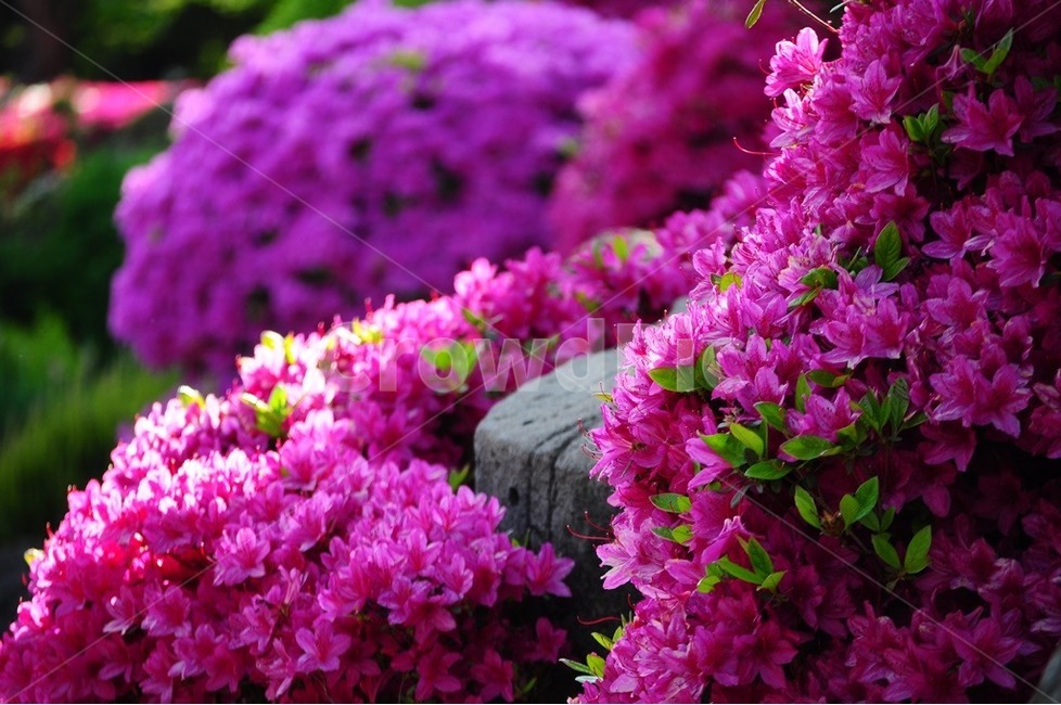 철쭉,봄,분홍철쭉,벽초지,수목원,봄,계절,spring,season,식물,자연,plants,nature,꽃,flower,geranium,제라늄,plant,blossom