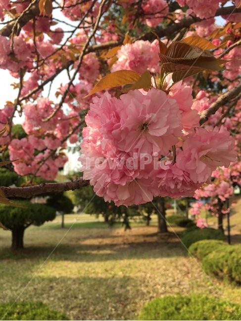왕벚꽃,벚꽃,꽃,봄날,꽃구경