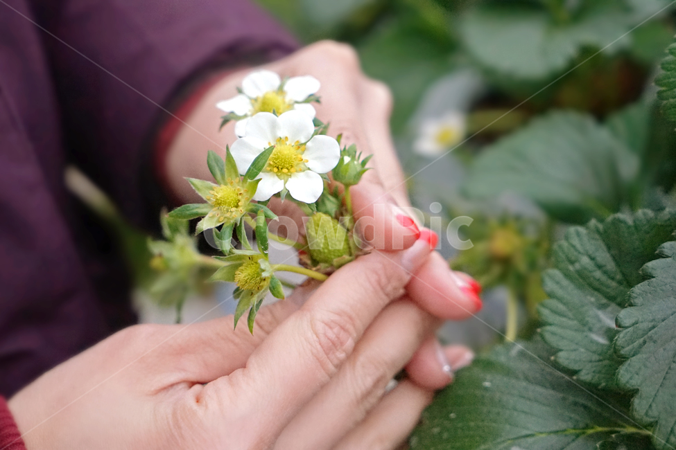 딸기꽃,흰꽃,꽃,딸기,flower,strawberryflowers,식물,두손,손,식물,자연,plants,nature,꽃,flower