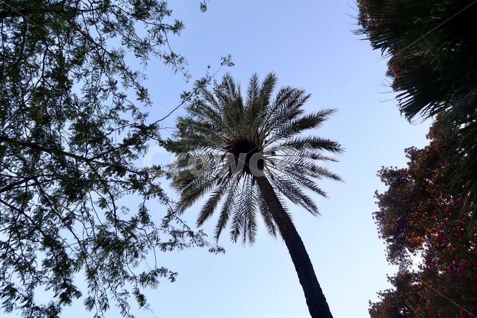 식물,나무,야자수,하늘,arecaceae,자연,풍경,nature,landscape,tree,plant,palm tree
