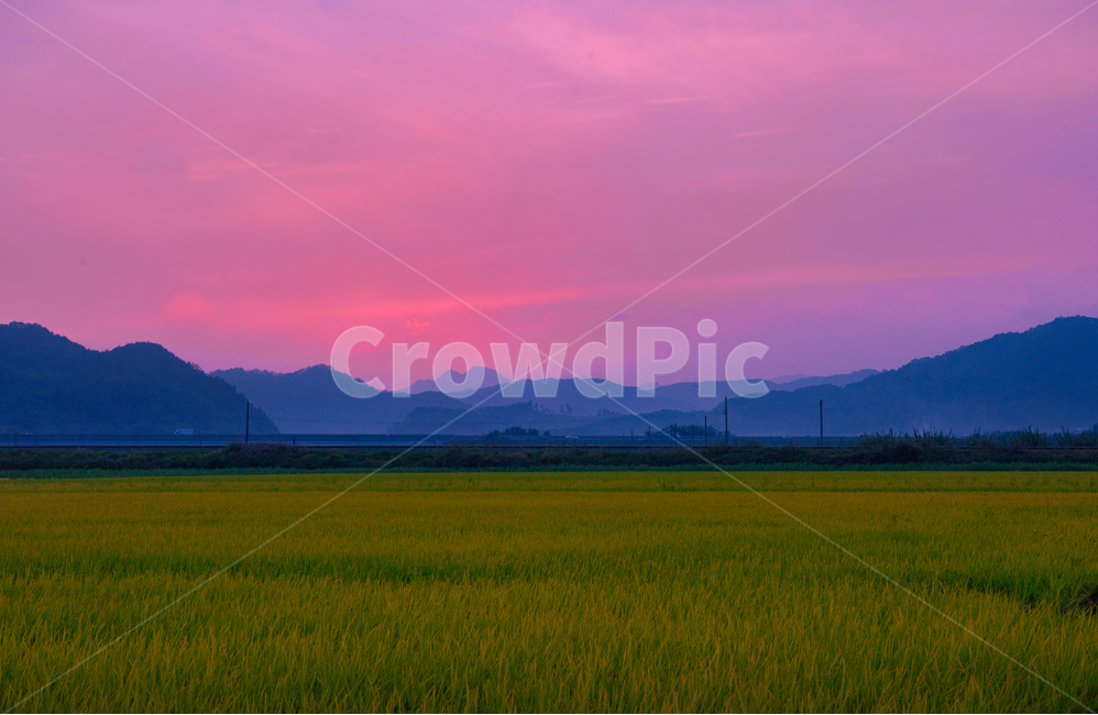 노을,하늘,구름,석양,감성사진,cloud,sky,sunset,eveningsun,분홍,pink,ricepaddy,mountain,산,시골,countryside,논,매직아워,magichour,풍경,landscape,농촌,자연,풍경,nature,landscape,한국자연풍경,한국자연경관,korea nature landscape,야경,밤,nightscape,night,색깔,색상,색채,색감,color sense,color sensitivity,feeling of color,outdoors,옥외,grassland,목초지,field,들