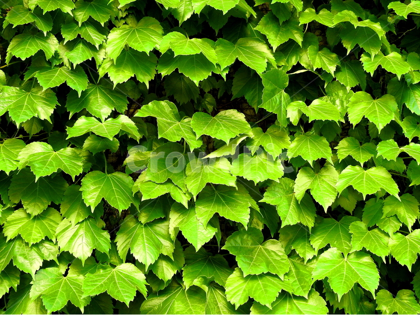 plant,식물,자연,풍경,담쟁이,식물,자연,plants,nature
