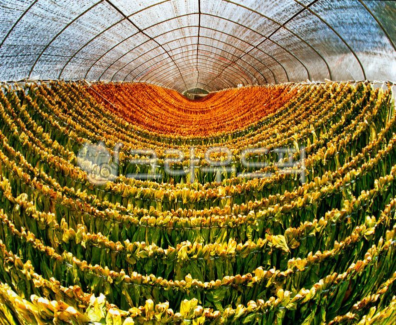 Rural,cigarette,countryside,plastic house,dry
