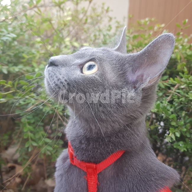러시안블루,고양이,동물,반려동물,산책,동물,animal,포유류,mammal,고양이,cat,kitten,kitty