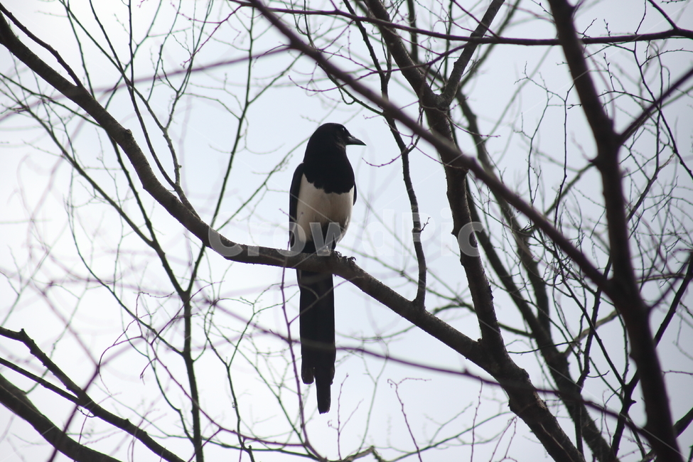 animal,동물,bird,새,까치,동물,animal,조류,새,birds