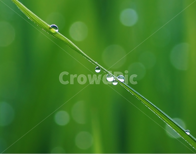 이슬,아침이슬,그린,벼,새벽이슬,식물,자연,plants,nature