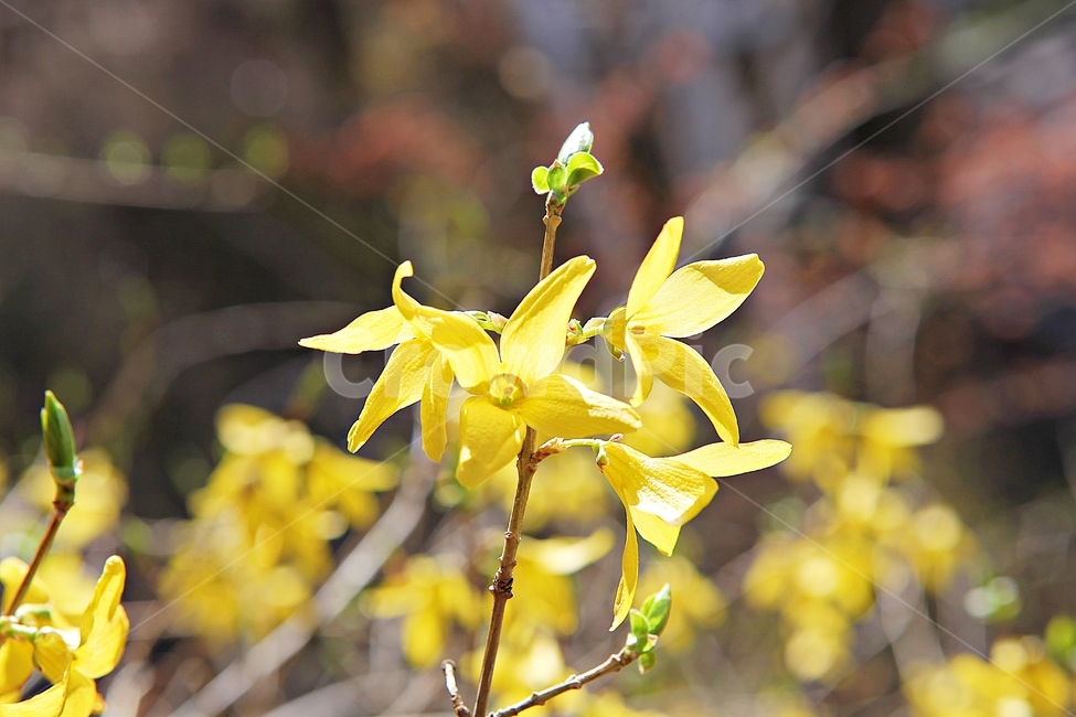 개나리,개나리꽃,꽃,노랑,봄꽃,봄,식물,자연,공원,식물,자연,plants,nature,꽃,flower