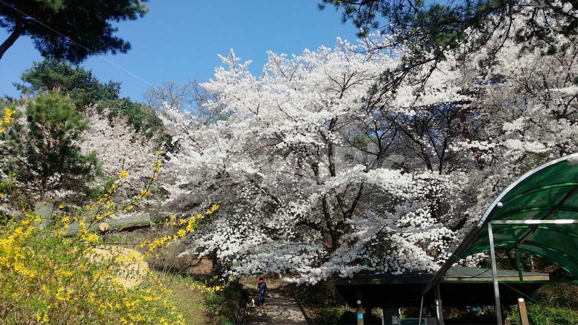plant,식물,human,인간,person,flower,꽃,blossom,사람,벚꽃,나무,구름,하늘,개나리,봄,날씨