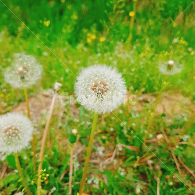 plant,꽃,식물,blossom,flower,민들레
