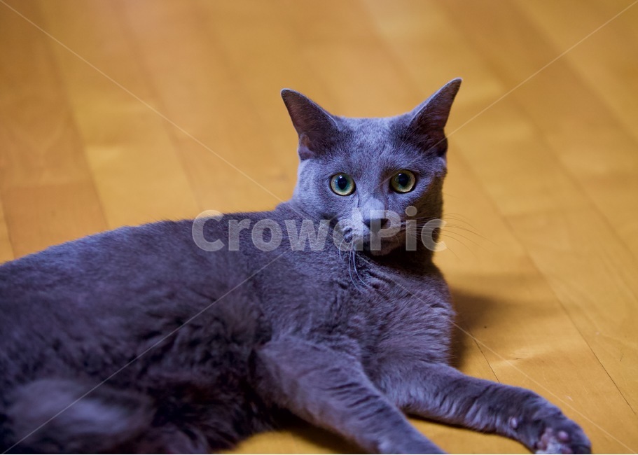 고양이,냐옹이,냥냥,집사,cat,cats,개냥이,야용이,반려묘,러시안블루,pet,mew,야옹,냥냥펀치,동물,animal,포유류,mammal,고양이,cat,kitten,kitty