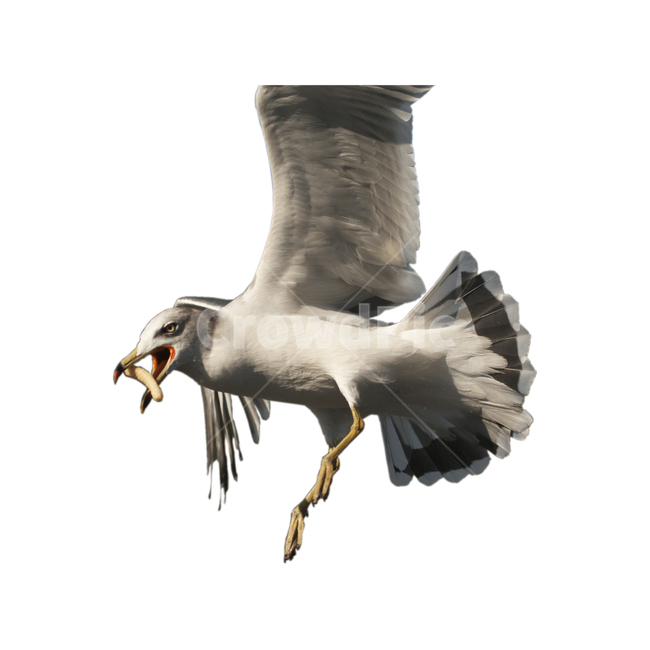 갈매기,누끼,동물,새,날다,조류,디자인소스,디자인,재료,seagull,gull,isolated,animal,bird,flying,design,designsource,source,removebackground,동물,animal,조류,새,birds,누끼,remove background
