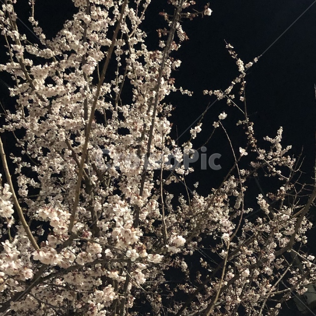 벚꽃,봄,밤하늘,밤,밤벚꽃