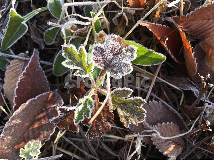 겨울,한파,추위,서리,식물,겨울,계절,winter,season,식물,자연,plants,nature